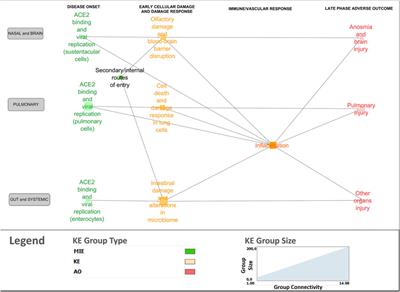 Building an Adverse Outcome Pathway network for COVID-19